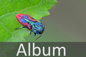 Käfer (Coleoptera)
